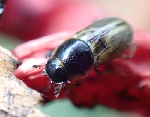 Réf. 335 582 : Melinopterus sp.